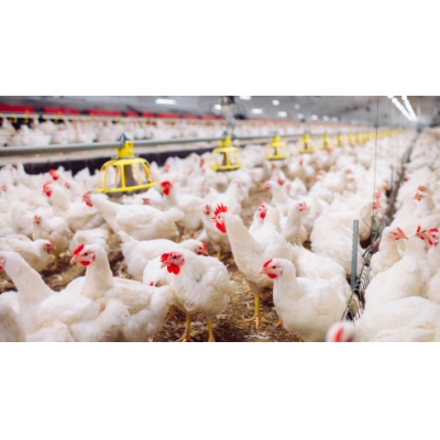 ABB傳動產品助您告別家禽養殖難題